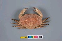 藏品(日本黃道蟹)的圖片